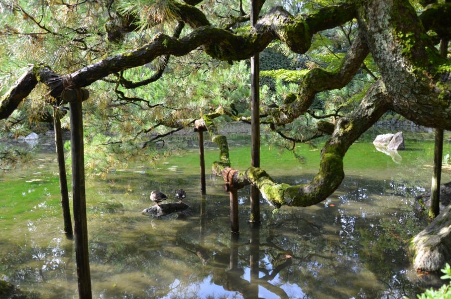 Romantischer Weiher